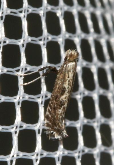  Parornix torquillella (Zeller, 1850)