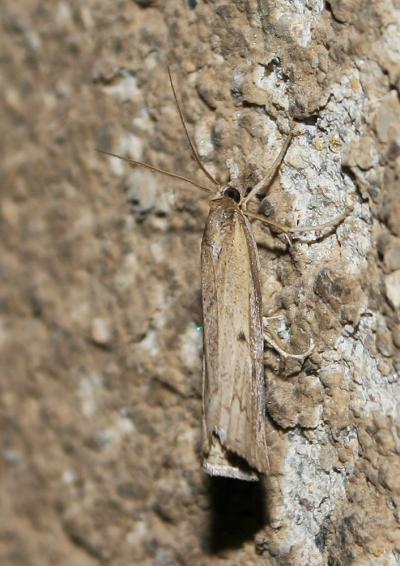  Pediasia contaminella (Hübner, 1796)