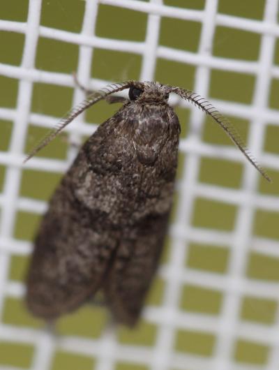  Penestoglossa dardoinella (Millière, 1863)
