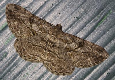 Boarmie rhomboïdale (La), Boarmie commune (La) Peribatodes rhomboidaria (Denis & Schiffermüller, 1775)