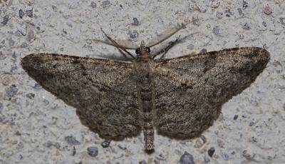 Boarmie rhomboïdale (La), Boarmie commune (La) Peribatodes rhomboidaria (Denis & Schiffermüller, 1775)