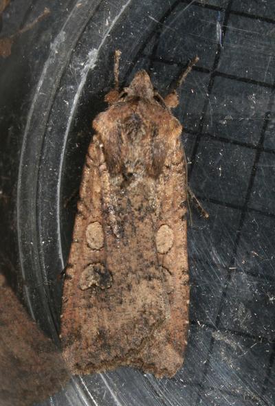 Noctuelle blessée (La) Peridroma saucia (Hübner, 1808)