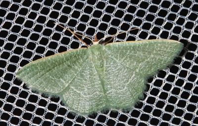 Phalène verte des Ombellifères (La) Phaiogramma etruscaria (Zeller, 1849)