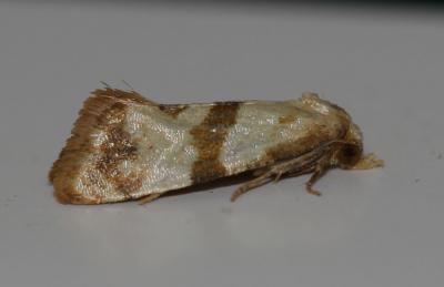  Phalonidia contractana (Zeller, 1847)