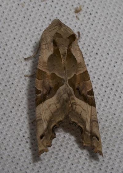 Méticuleuse (La) Phlogophora meticulosa (Linnaeus, 1758)