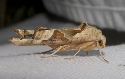 Méticuleuse (La) Phlogophora meticulosa (Linnaeus, 1758)