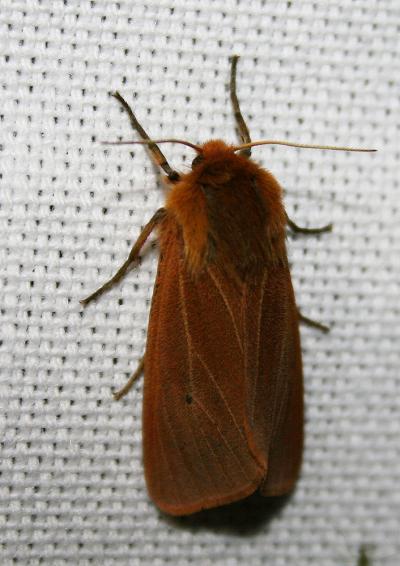 Ecaille cramoisie (L') Phragmatobia fuliginosa (Linnaeus, 1758)