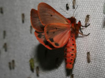 Ecaille cramoisie (L') Phragmatobia fuliginosa (Linnaeus, 1758)