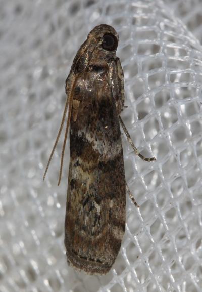  Phycita roborella (Denis & Schiffermüller, 1775)