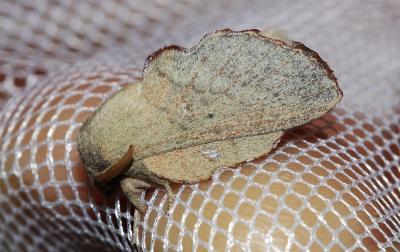Feuille-Morte du Chêne-Liège (La) Phyllodesma suberifolium (Duponchel, 1842)