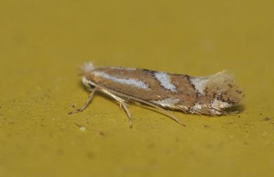  Phyllonorycter Hübner, 1822