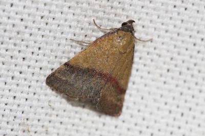 Noctuelle couleur de bronze (La) Phytometra viridaria (Clerck, 1759)