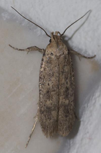  Platyedra subcinerea (Haworth, 1828)