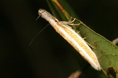  Pleurota aristella (Linnaeus, 1767)