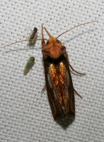 Plusie de la Fétuque (La) Plusia festucae (Linnaeus, 1758)