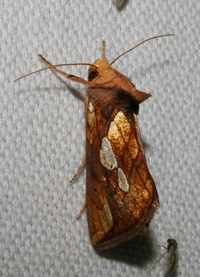 Plusie de la Fétuque (La) Plusia festucae (Linnaeus, 1758)