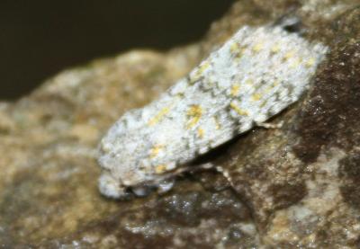 Ceinture jaune (La) Polymixis flavicincta (Denis & Schiffermüller, 1775)