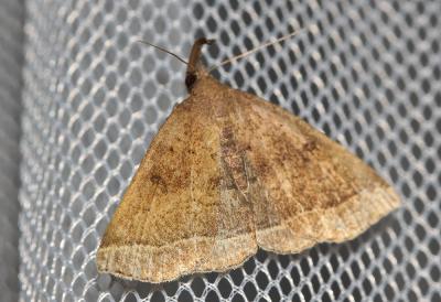 Herminie de la Garance (L') Polypogon plumigeralis (Hübner, 1825)