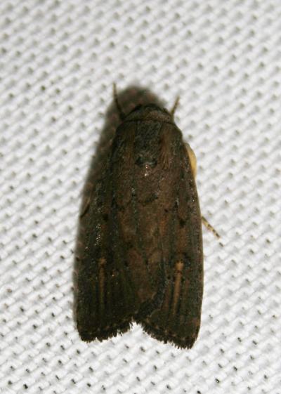Hydrille domestique (L') Proxenus hospes (Freyer, 1831)