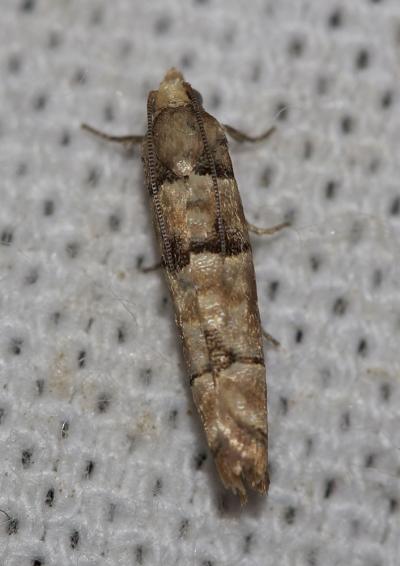  Pseudococcyx tessulatana (Staudinger, 1871)