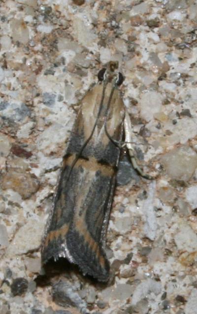  Psorosa dahliella (Treitschke, 1832)