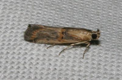  Psorosa dahliella (Treitschke, 1832)
