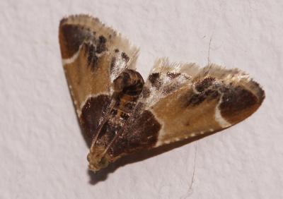 Pyralis farinalis (Linnaeus, 1758)