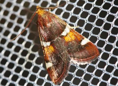  Pyralis regalis Denis & Schiffermüller, 1775