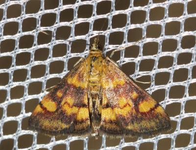  Pyrausta aurata (Scopoli, 1763)