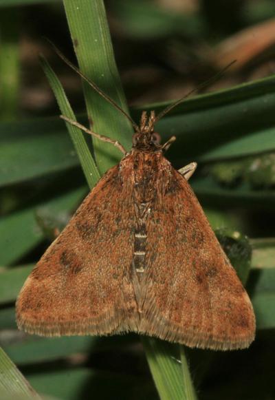  Pyrausta despicata (Scopoli, 1763)
