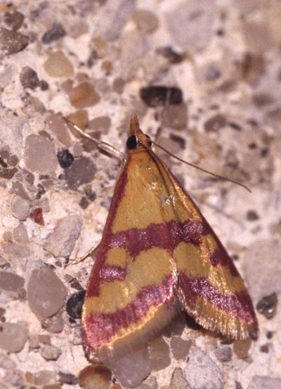  Pyrausta sanguinalis (Linnaeus, 1767)