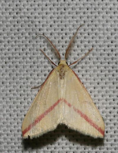 Phalène sacrée (La) Rhodometra sacraria (Linnaeus, 1767)