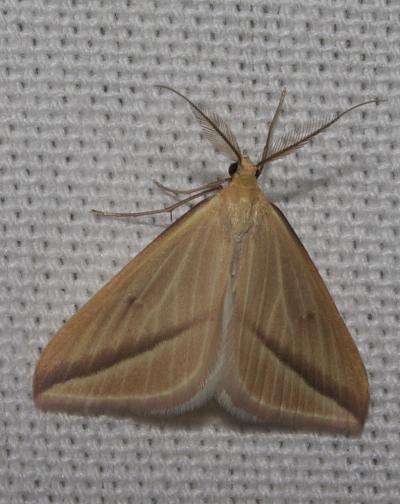 Phalène sacrée (La) Rhodometra sacraria (Linnaeus, 1767)
