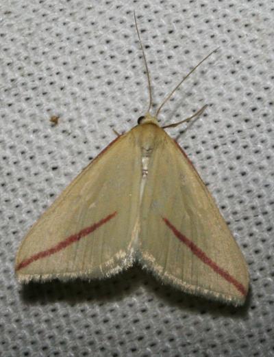 Phalène sacrée (La) Rhodometra sacraria (Linnaeus, 1767)