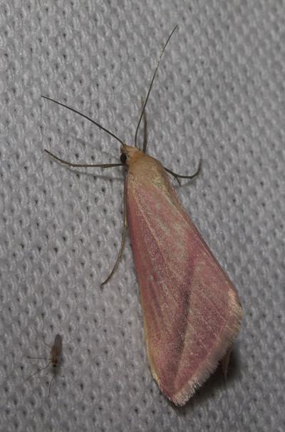 Phalène sacrée (La) Rhodometra sacraria (Linnaeus, 1767)
