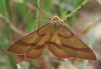 Phalène calabraise (La) Rhodostrophia calabra (Petagna, 1786)