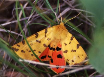 Ecaille pourprée (L'), Ecaille mouchetée (L') Diacrisia purpurata (Linnaeus, 1758)