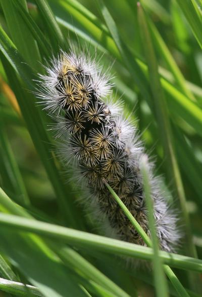 Ecaille pourprée (L'), Ecaille mouchetée (L') Diacrisia purpurata (Linnaeus, 1758)