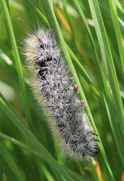 Ecaille pourprée (L'), Ecaille mouchetée (L') Diacrisia purpurata (Linnaeus, 1758)