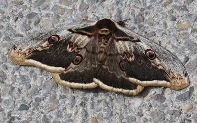 Grand Paon de nuit Saturnia pyri (Denis & Schiffermüller, 1775)