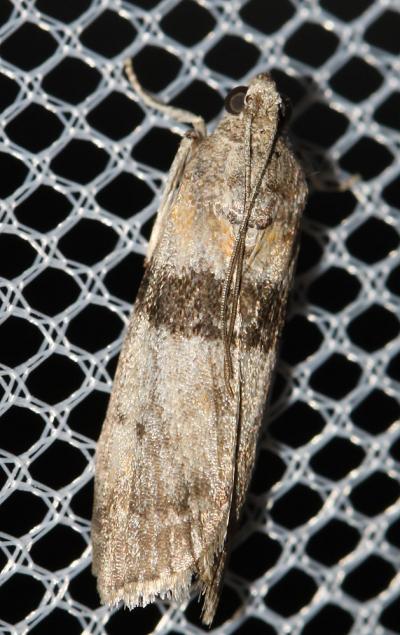  Sciota rhenella (Zincken, 1818)