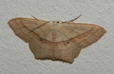 Acidalie fausse-Timandre (L') Scopula imitaria (Hübner, 1799)
