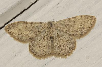 Frange picotée (La), Acidalie picotée (L') Scopula marginepunctata (Goeze, 1781)