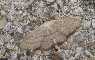 Acidalie minime (L') Scopula minorata (Boisduval, 1833)