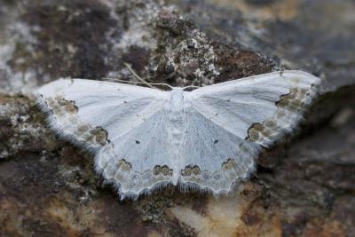 Acidalie ornée (L') Scopula ornata (Scopoli, 1763)