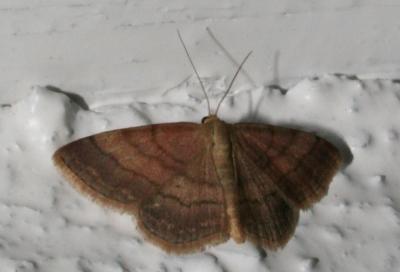 Phalène rougeâtre (La), Acidalie rougie (L') Scopula rubiginata (Hufnagel, 1767)