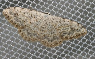 Acidalie embrouillée (L') Scopula submutata (Treitschke, 1828)