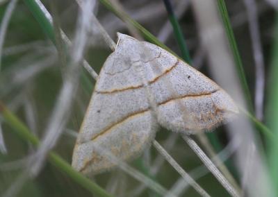 Ortholite plombée (L') Scotopteryx luridata (Hufnagel, 1767)
