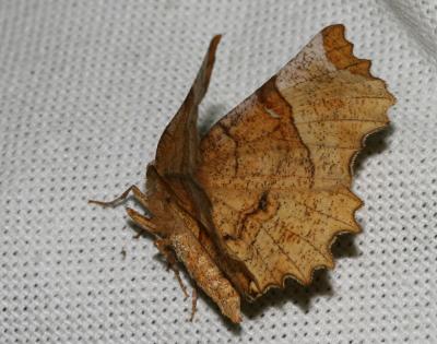 Ennomos lunaire (L') , Croissant (Le) Selenia lunularia (Hübner, 1788)