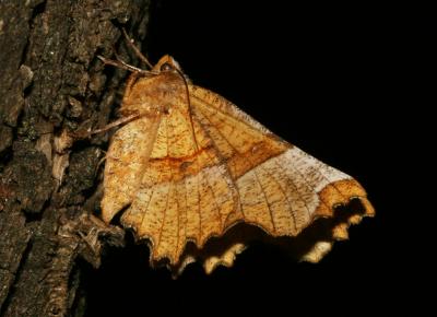 Ennomos lunaire (L') , Croissant (Le) Selenia lunularia (Hübner, 1788)
